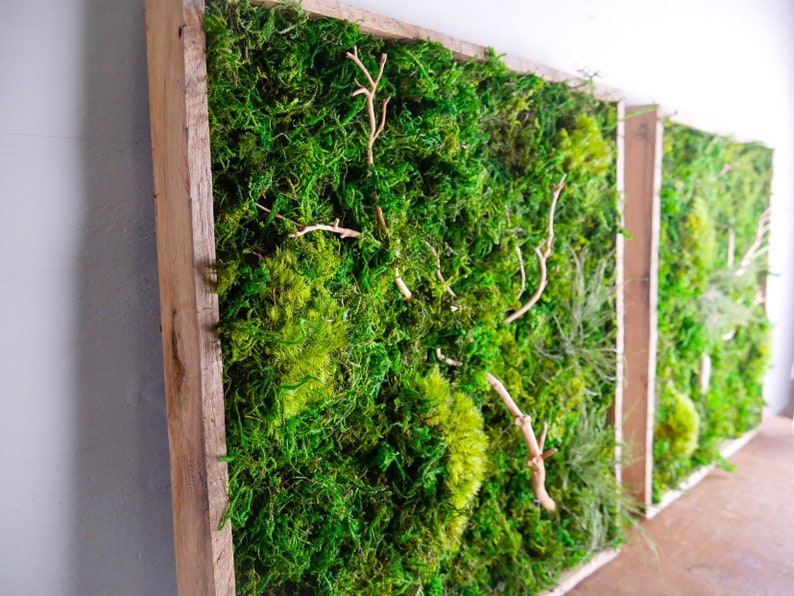 Framed Moss Art Gallery Wall Set Preserved Moss Art Moss Etsy