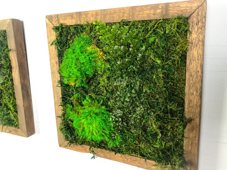 Moss Wall Hanging Pair Wall Art Hanging Real Plant No Care