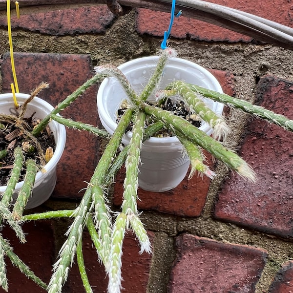 Rhipsalis Pilocarpa (starter plant)