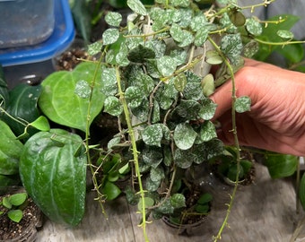 Hoya curtisii