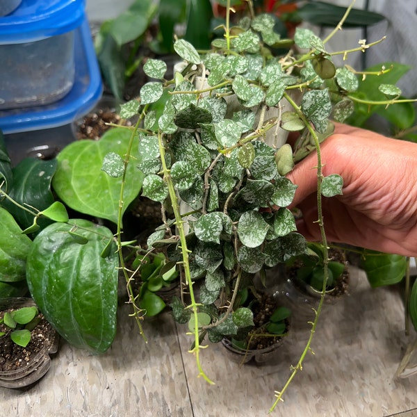 Hoya curtisii