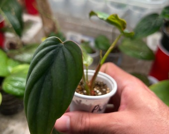 Philodendron Columbia (starter)