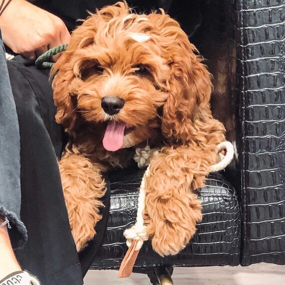 Can Dogs Chew Through Leather