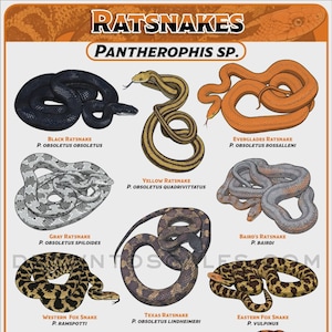 Ratsnake Poster