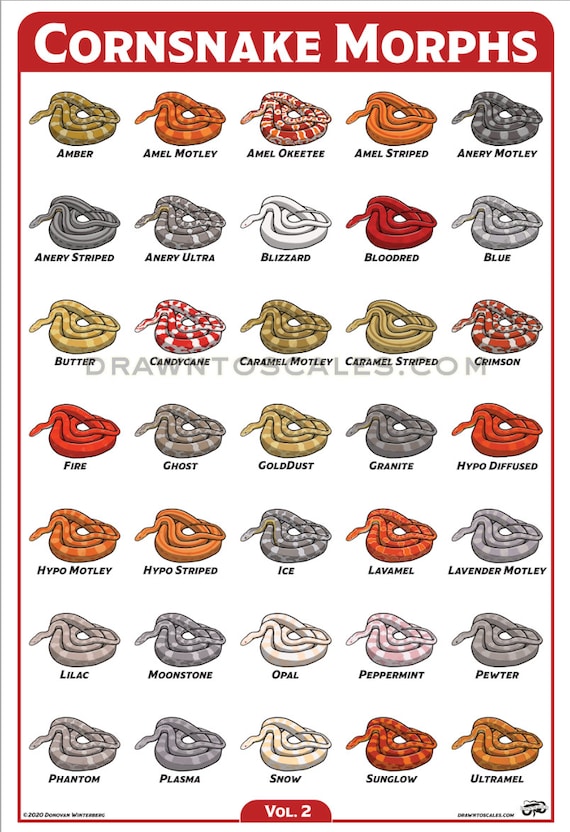 Corn Snake Morphs Chart