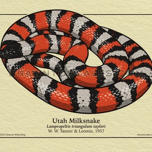 May include: Illustration of a Utah Milksnake, a non-venomous snake with a distinctive pattern. The snake's body is marked with bands of red, black, and white. The artwork includes the scientific name and the artist's name.