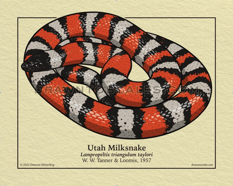 May include: Illustration of a Utah Milksnake, a non-venomous snake with a distinctive pattern. The snake's body is marked with bands of red, black, and white. The artwork includes the scientific name and the artist's name.