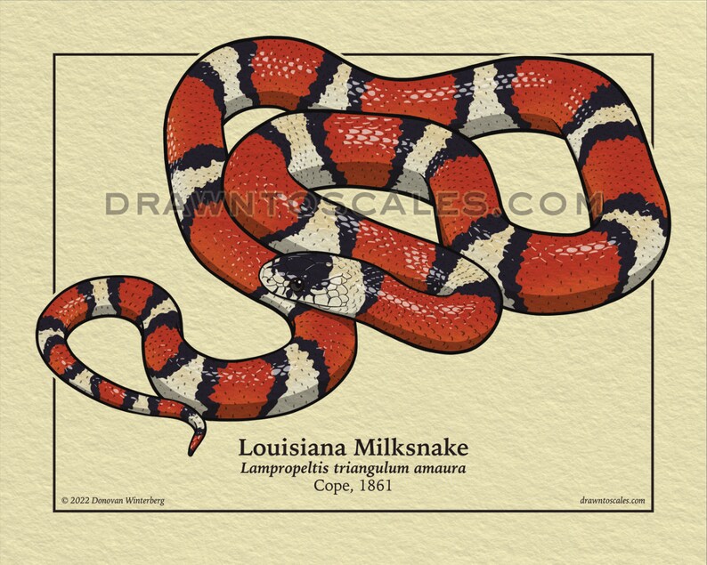 May include: A handmade, ceramic mug with a speckled, cream-colored glaze. The mug features a wide, rounded body and a sturdy handle. The interior is a darker, earthy tone. The mug is suitable for hot or cold beverages.