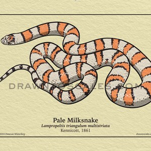May include: Illustration of a Pale Milksnake with a cream and orange banded pattern. The snake is coiled on a beige background, with the scientific name and author's name below. The text "DRAWNTOSCALES.COM" is visible.