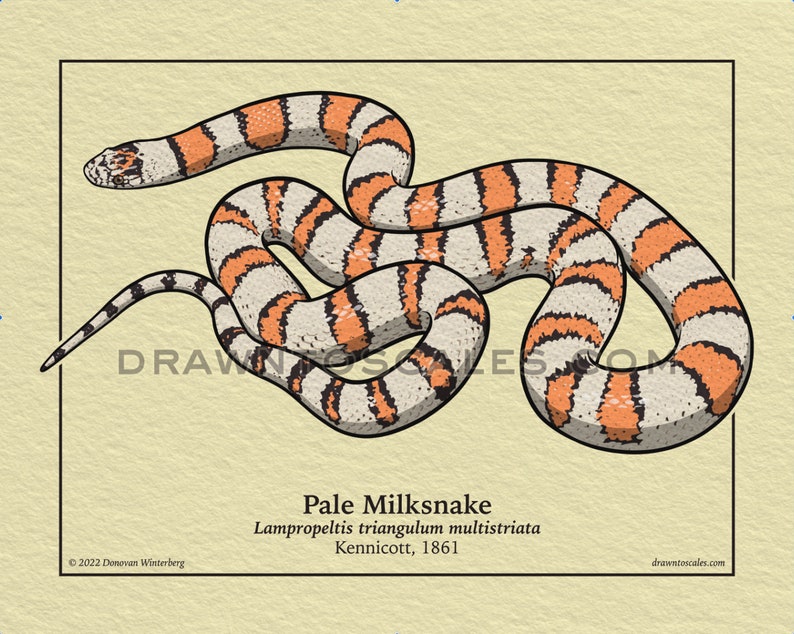 May include: Illustration of a Pale Milksnake with a cream and orange banded pattern. The snake is coiled on a beige background, with the scientific name and author's name below. The text "DRAWNTOSCALES.COM" is visible.