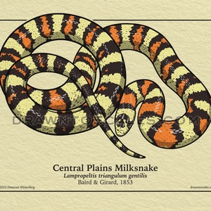 May include: Illustration of a Central Plains Milksnake, featuring a cream, orange, and black pattern. The snake is coiled, with its head visible. Text at the bottom reads "Central Plains Milksnake" and "Lampropeltis triangulum gentilis".
