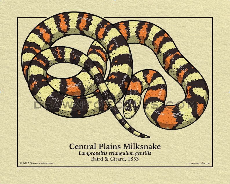 May include: Illustration of a Central Plains Milksnake, featuring a cream, orange, and black pattern. The snake is coiled, with its head visible. Text at the bottom reads "Central Plains Milksnake" and "Lampropeltis triangulum gentilis".