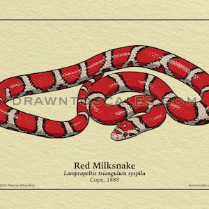 May include: Illustration of a Red Milksnake, a snake with a red body, white and black bands, and a cream-colored background. The text "Red Milksnake" and scientific details are below the snake. The website drawntoscales.com is also visible.