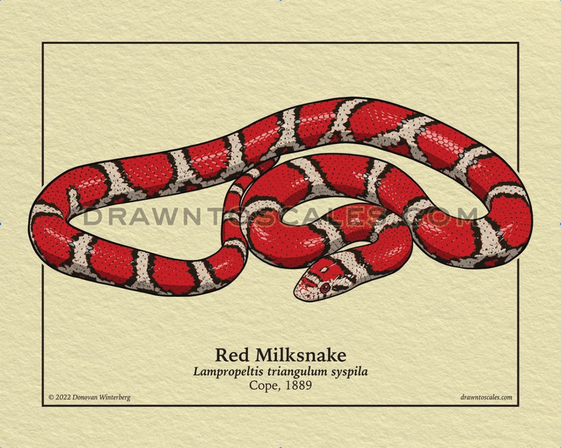 May include: Illustration of a Red Milksnake, a snake with a red body, white and black bands, and a cream-colored background. The text "Red Milksnake" and scientific details are below the snake. The website drawntoscales.com is also visible.