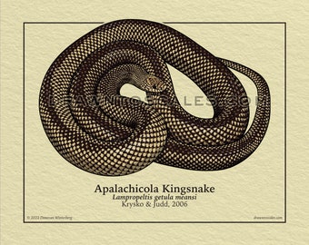 Common Kingsnake Art Print | Hand Drawn Scientific Artwork, Snake Lover Decor