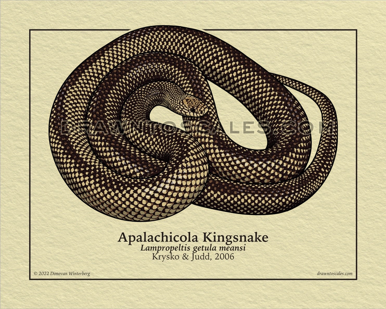 Common Kingsnake Art Print Hand Drawn Scientific Artwork, Snake Lover Decor