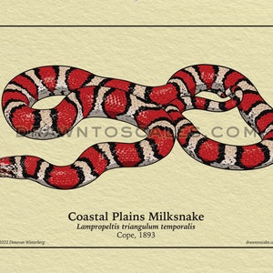 May include: Illustration of a Coastal Plains Milksnake, featuring a red, black, and white pattern. The snake is coiled on a beige background, with the text "Coastal Plains Milksnake" and scientific details. The artist's name and website are also visible.