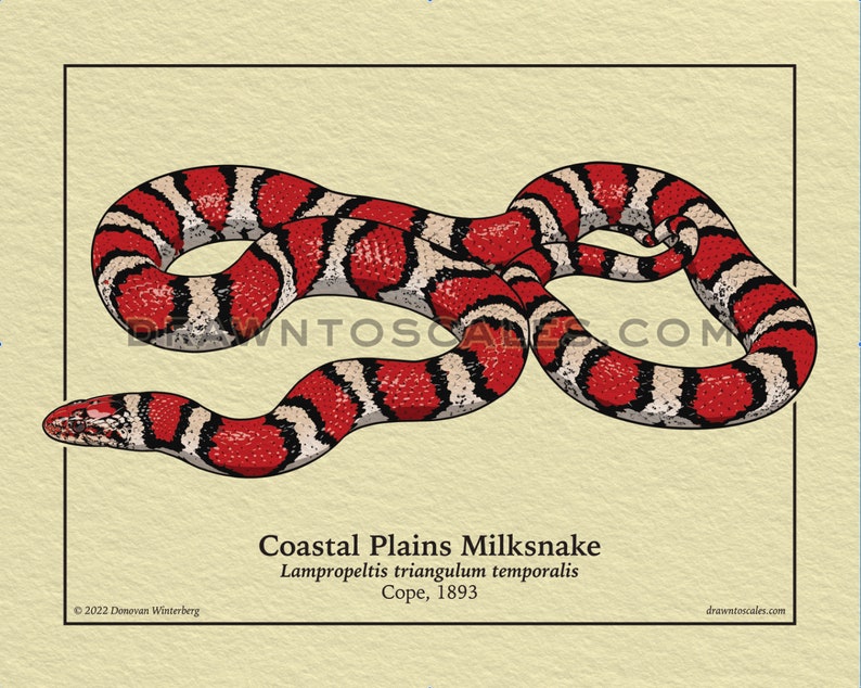May include: Illustration of a Coastal Plains Milksnake, featuring a red, black, and white pattern. The snake is coiled on a beige background, with the text "Coastal Plains Milksnake" and scientific details. The artist's name and website are also visible.