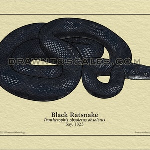 Ratsnake & Fox Snake scientific prints