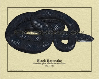 Ratsnake and Fox Snake Scientific Prints | Hand Drawn Reptile Art (8x10 Inch)