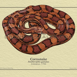 Cornsnake & Emoryi Ratsnake scientific prints