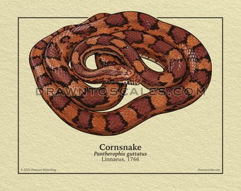 Cornsnake & Emoryi Ratsnake Scientific Print | Hand Drawn Reptile Art
