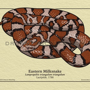 May include: Illustration of an Eastern Milksnake, featuring a detailed depiction of its patterned scales in shades of brown, white, and black. The snake is coiled on a light beige background, with the scientific name and artist's copyright visible.