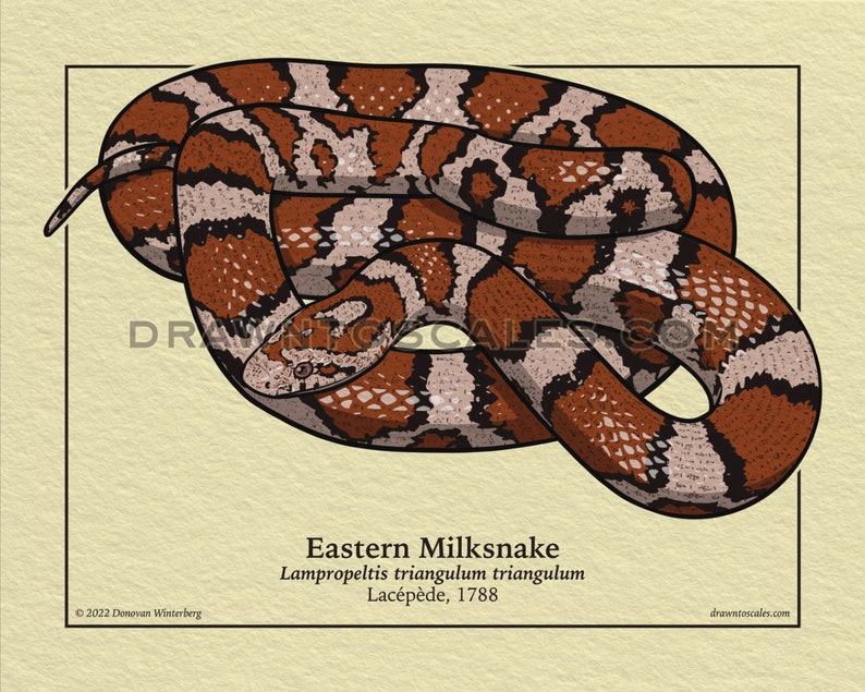 May include: Illustration of an Eastern Milksnake, featuring a detailed depiction of its patterned scales in shades of brown, white, and black. The snake is coiled on a light beige background, with the scientific name and artist's copyright visible.