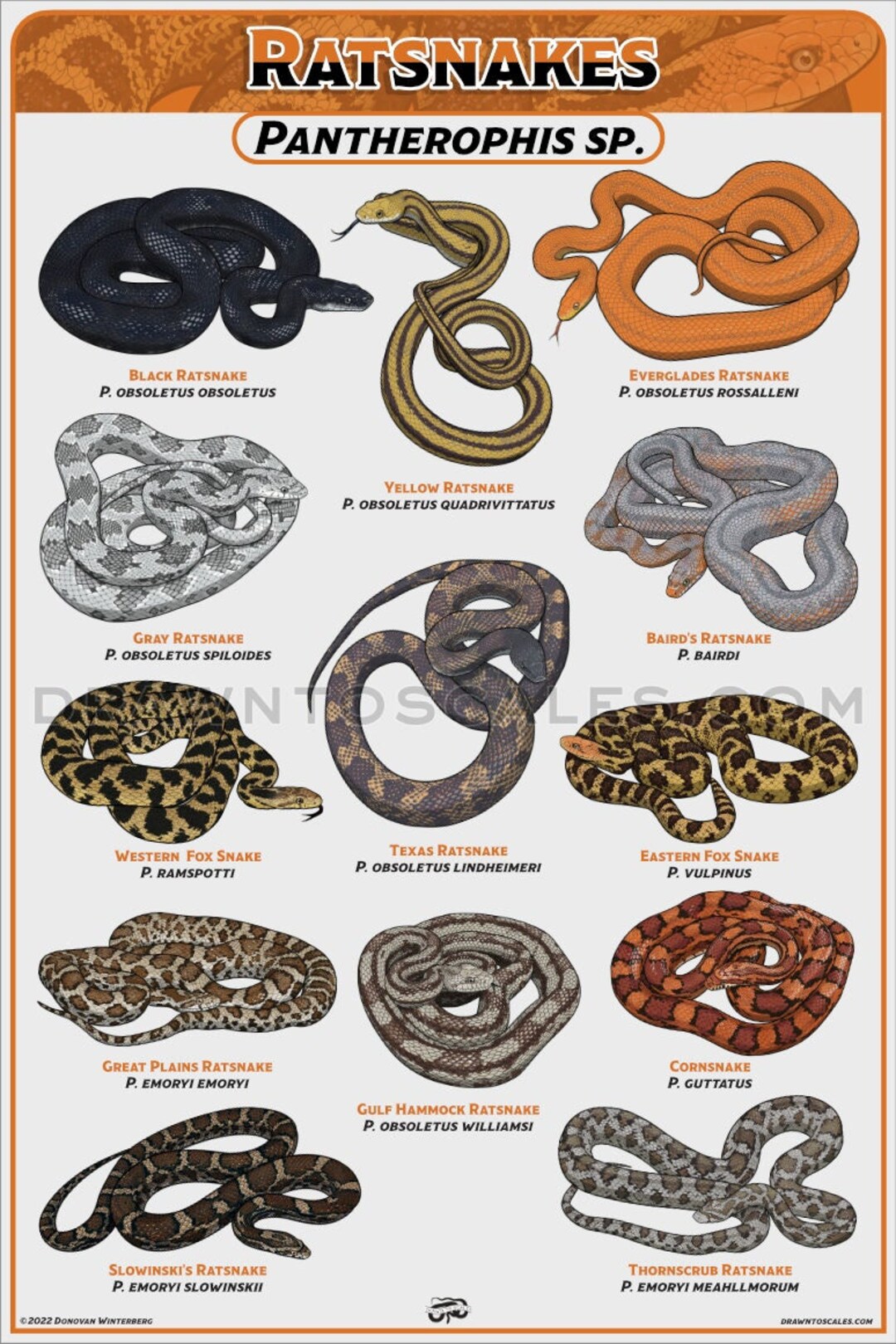 Ratsnake Poster Etsy