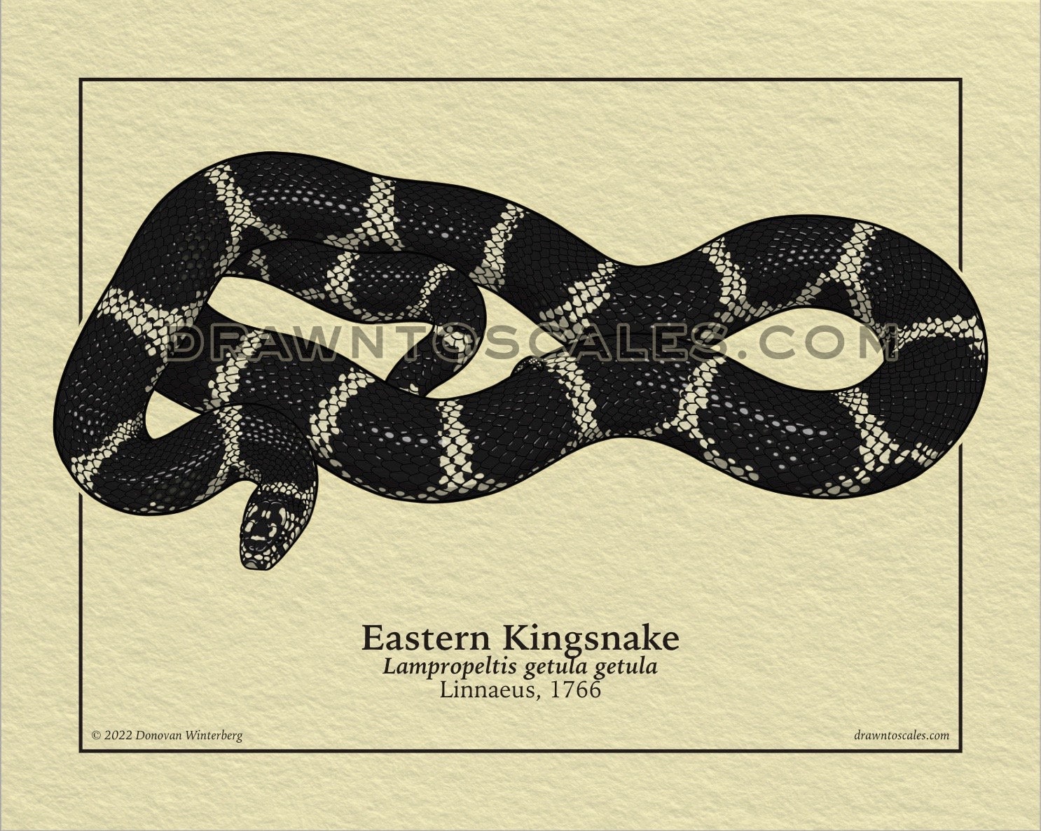 Common Kingsnake Art Print | Hand Drawn Scientific Artwork, Snake