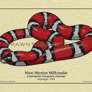 May include: Illustration of a New Mexico Milksnake, featuring a red, black, and white pattern. The snake is coiled on a beige background, with the text "New Mexico Milksnake" and scientific details. The artist's name and website are also visible.