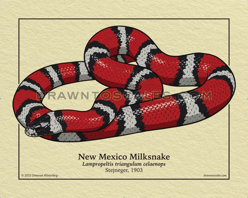 May include: Illustration of a New Mexico Milksnake, featuring a red, black, and white pattern. The snake is coiled on a beige background, with the text "New Mexico Milksnake" and scientific details. The artist's name and website are also visible.