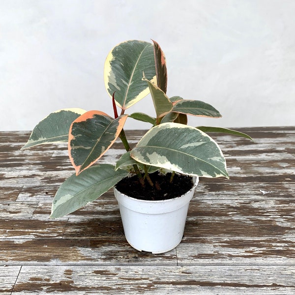 4" Ficus Elastica, Rubber Plant, Real Plants, Live Plants, Houseplants, Indoor Plants, Pink Plant, Ficus, Variegated Plants, Pink Leaves