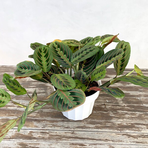 6" Prayer Plant, Maranta Leuconeura, Red, Real Plants, Live Plants, Houseplants, Indoor Plants, Trailing Plants, Variegated Plant