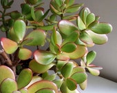 Cutting Jade Plant Succulent, Money Plant, Live Succulent, Crassula Ovota, Dollar Plant, Real Succulent, Friendship Tree, Lucky Plant