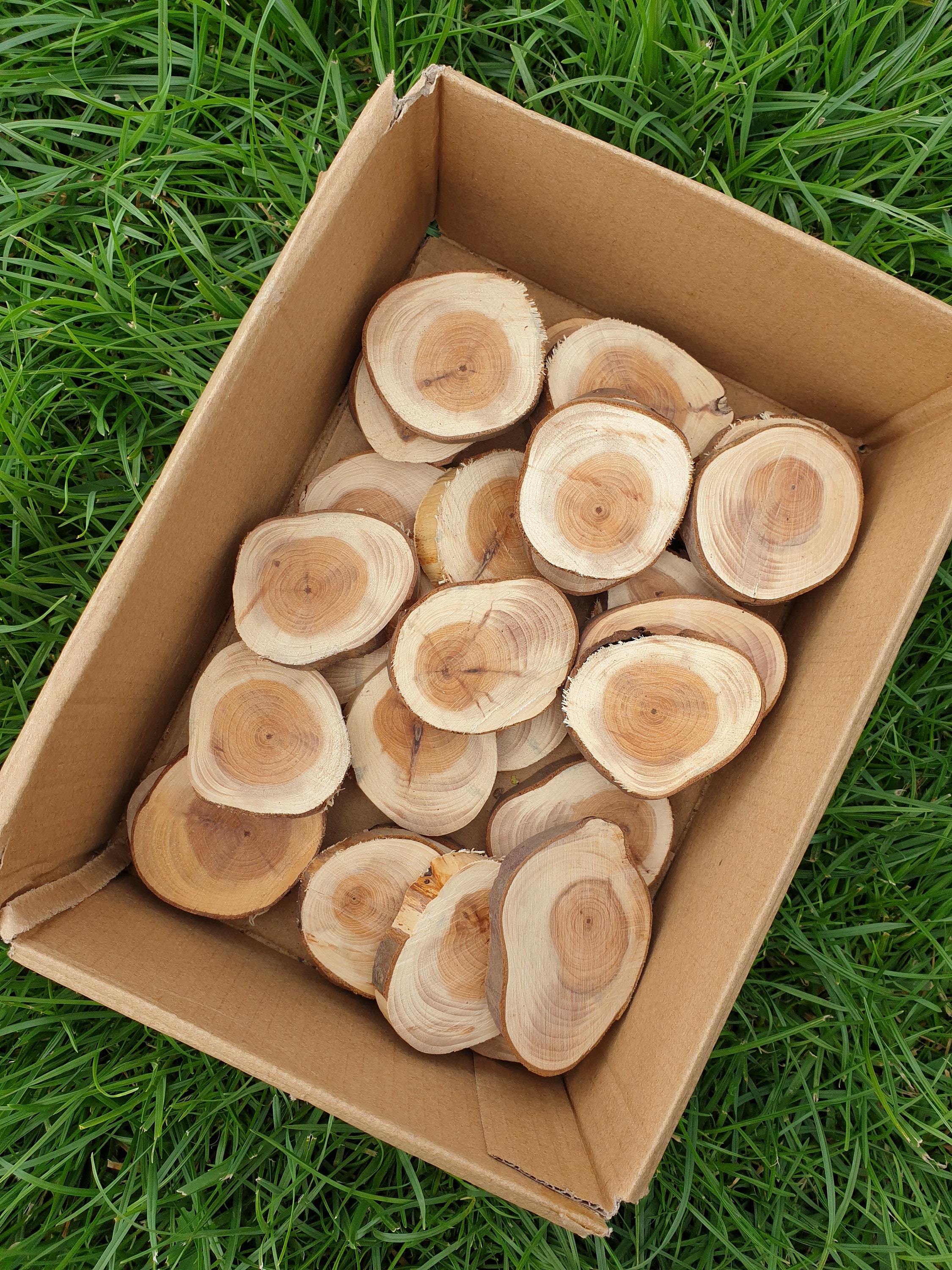 30 Yew wood slices 5 6cm and 1 cm deep Crafts Craft Etsy