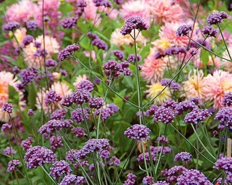 Verbena Bonariensis (8) Live Plant Plugs