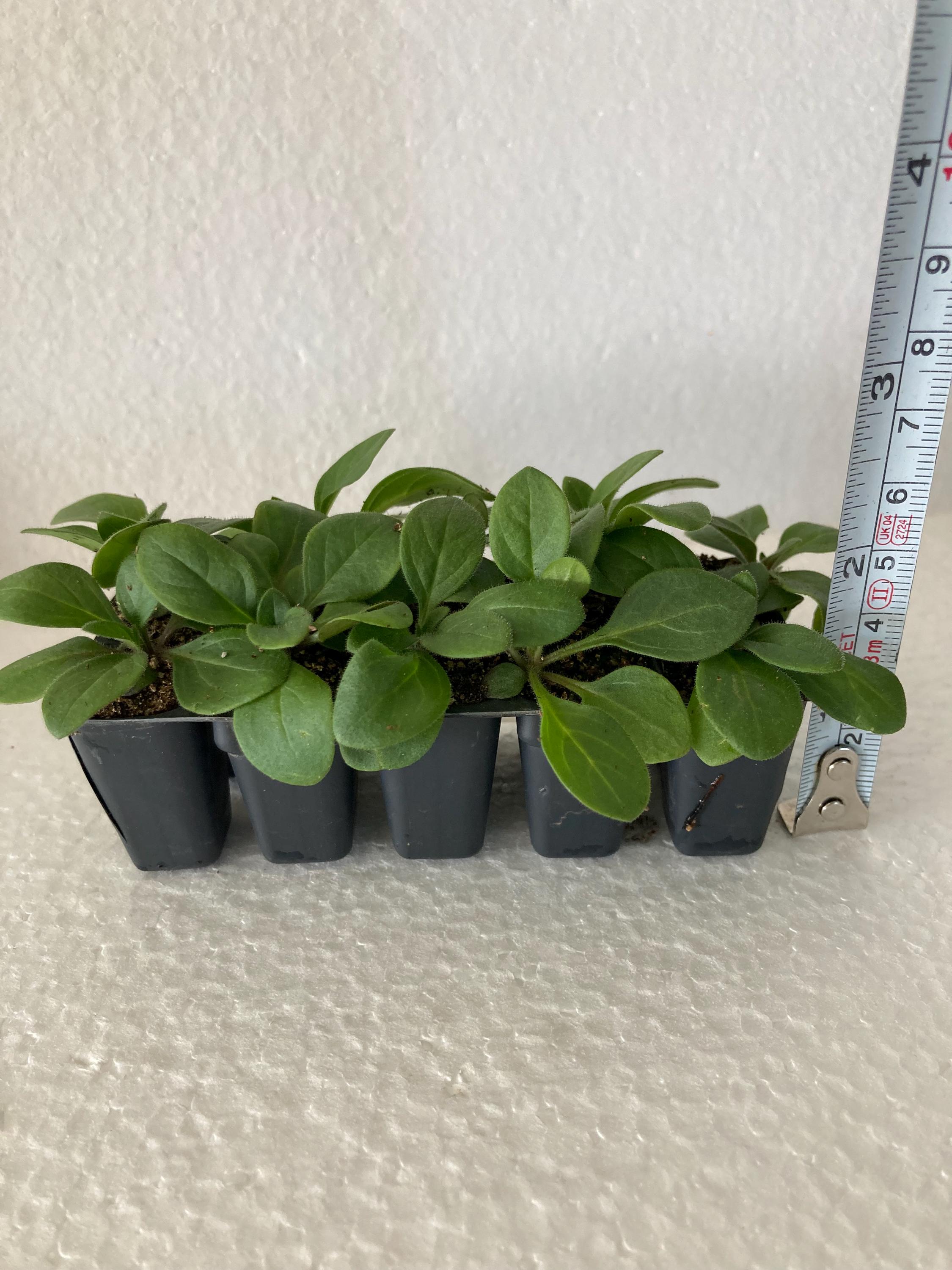Easy Wave Blue Improved Spreading Petunia (10) Live Plant Plugs - Etsy