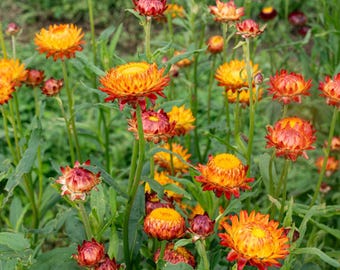 King Size Orange Strawflower (10) Live Plant Plugs