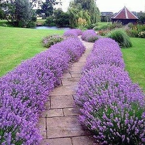 Lavander Munstead, (8) Live  plug plants~ seedlings~