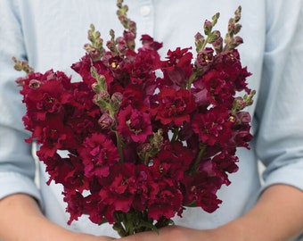 Madame Butterfly Red (F1) Snapdragon  (10) Live Plant Plugs/ PLEASE READ.