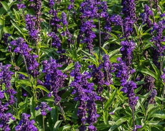 Salvia Evolution Violet (12) Live Plant Plugs