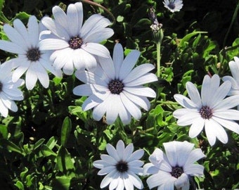 African Daisies (Osteospermum Flower).(10) Live Plant Plugs