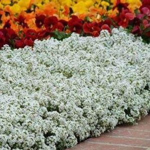 Alyssum Wonderland White (15) Live ''Baby plants''