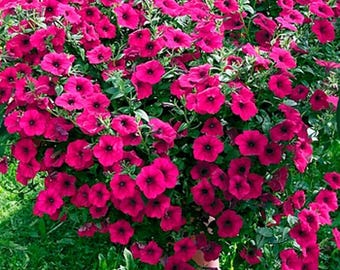 Petunia Tidal Wave PURPLE ~8 Live Plant Plugs~
