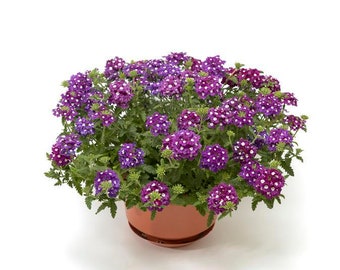 Trailing Verbena~ Obsession Cascade ~ Purple Shades with Eye~ (6) Live Plant Plugs (seedlings)