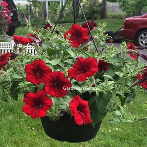 Petunia Easy Wave  Red Velour (10) Live Plant Plugs