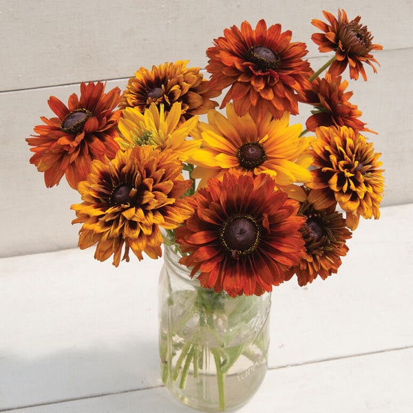 Rudbeckia 'Cherokee Sunset Mix'  (10) Live Plant Plugs