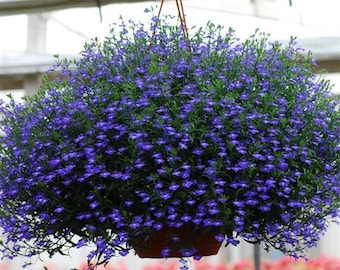 Regatta Midnight Blue Trailing Lobelia (10) Live Plant Plugs