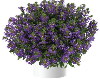 Scaevola Purple Haze (4) Live Plants.